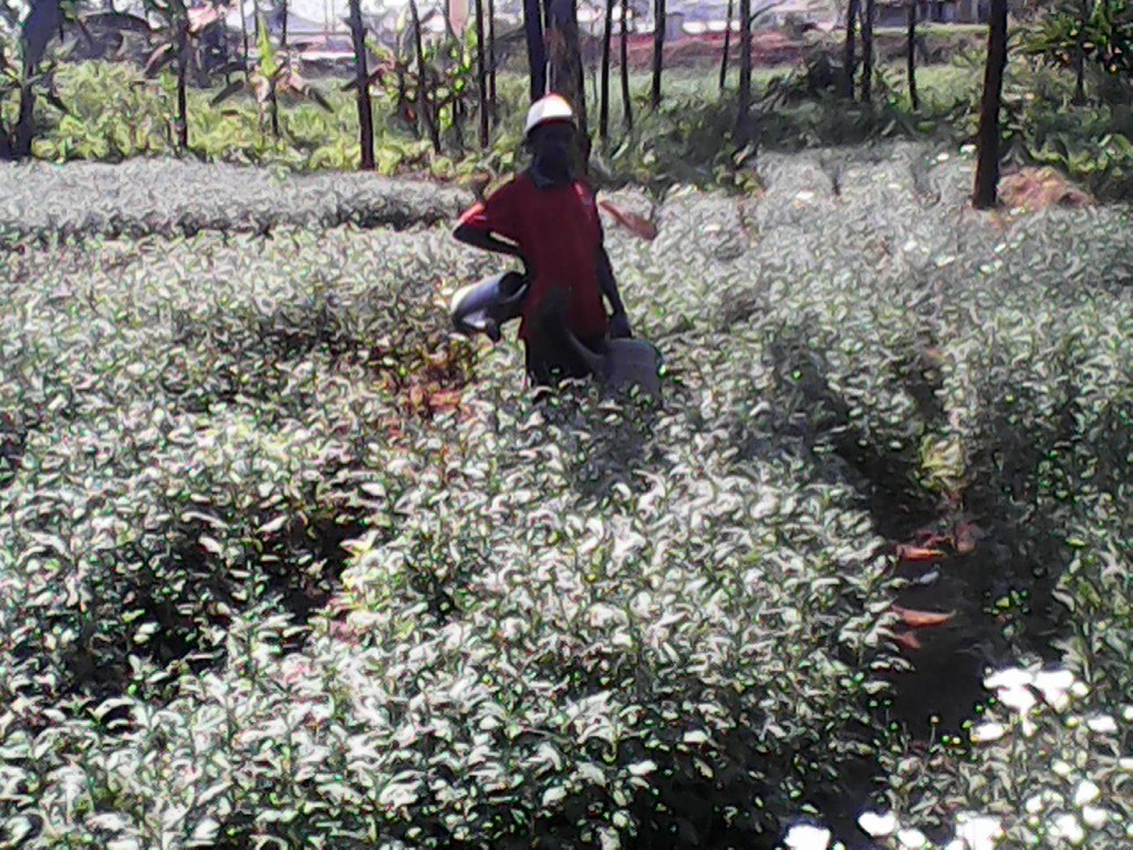 Mr Ntahukuluta at his flower garden